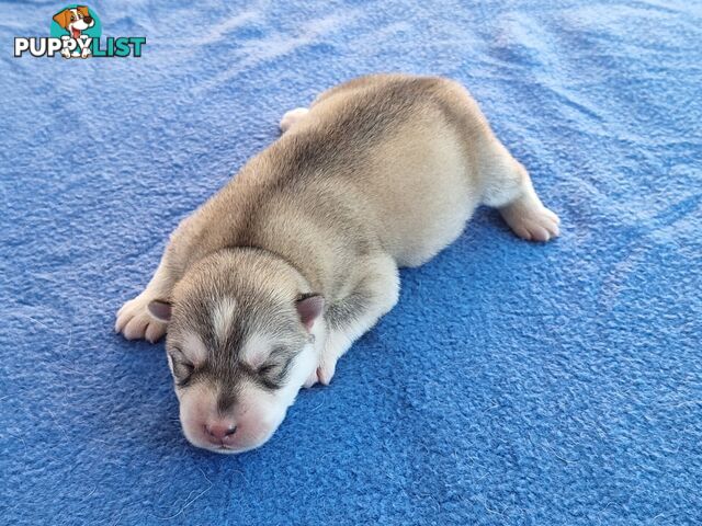 Siberian Husky Puppies