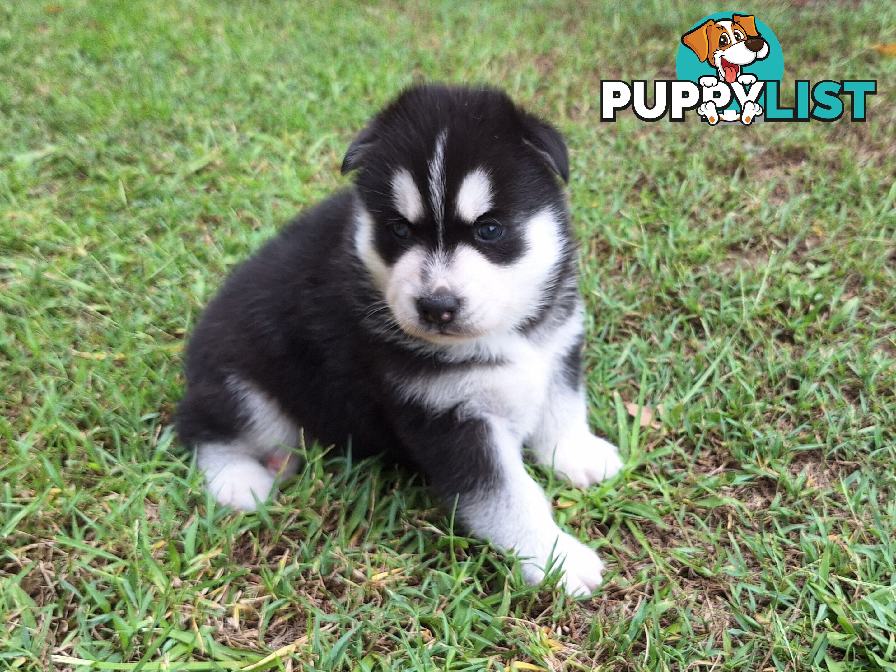 Siberian Husky Puppies update 18th jan