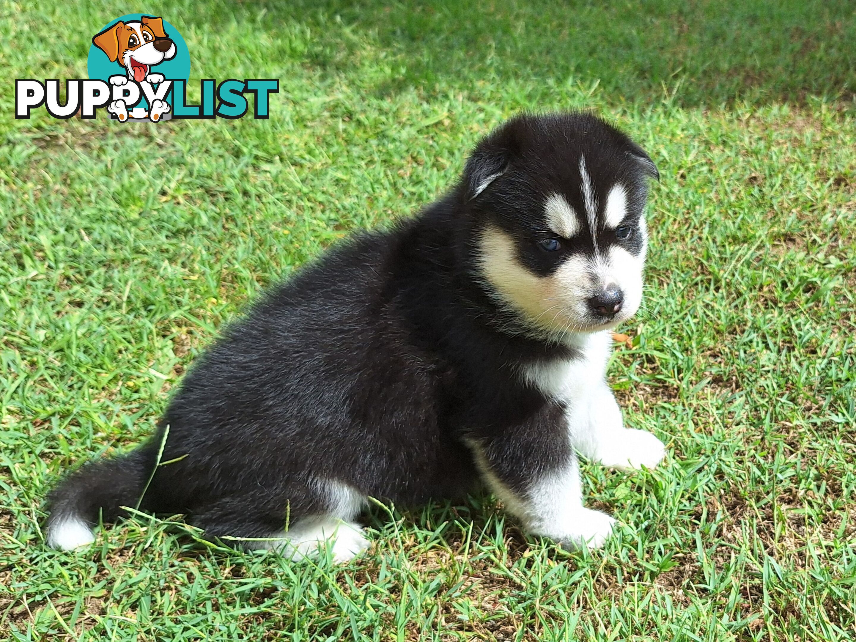 Siberian Husky Puppies update 18th jan