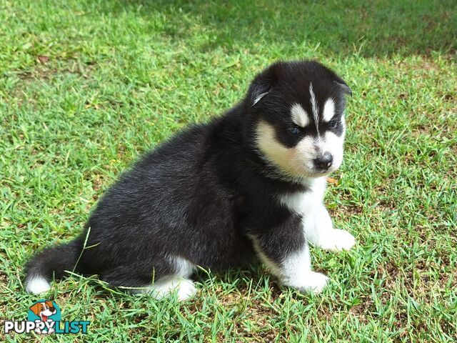 Siberian Husky Puppies update 18th jan