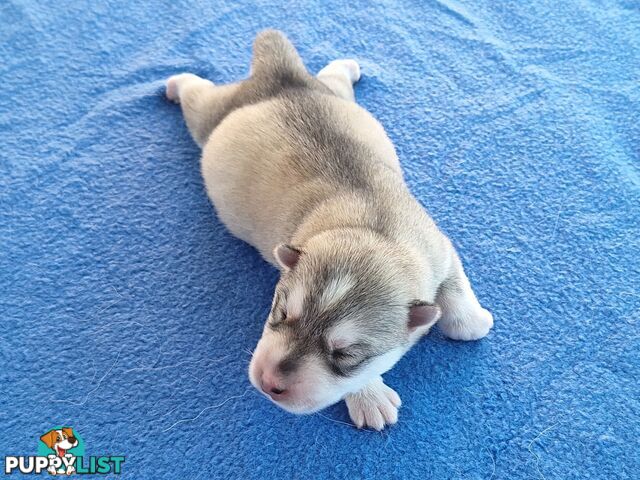 Siberian Husky Puppies