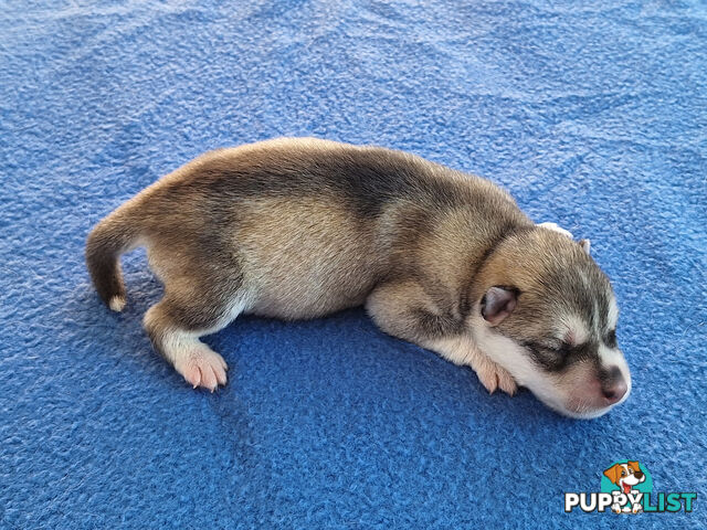 Siberian Husky Puppies