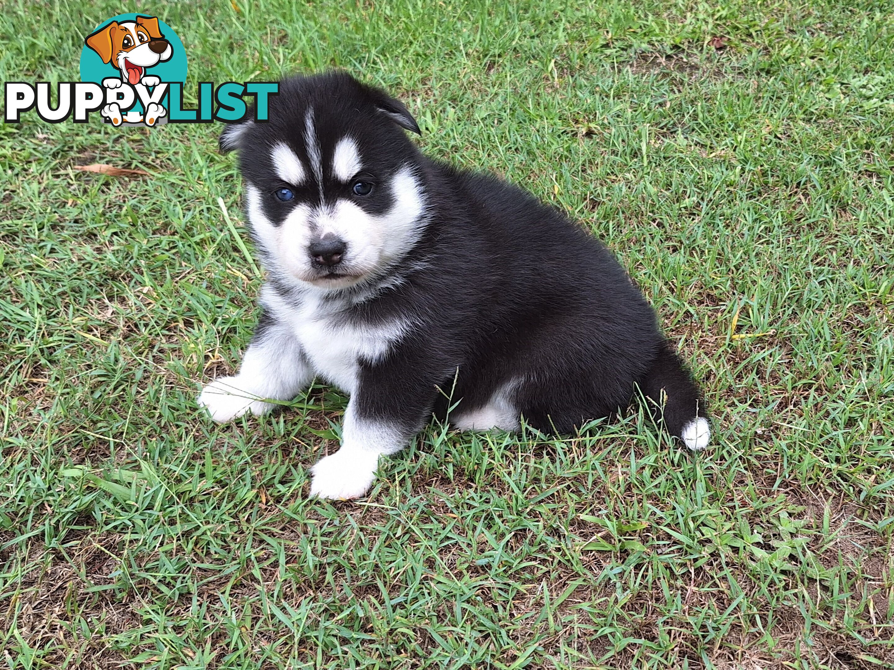 Siberian Husky Puppies update 18th jan