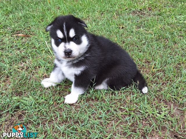 Siberian Husky Puppies update 18th jan