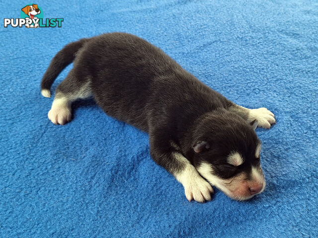 Siberian Husky Puppies