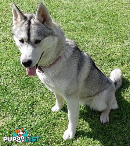 Siberian Husky Puppies