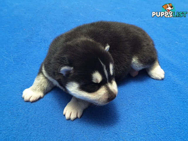 Siberian Husky Puppies