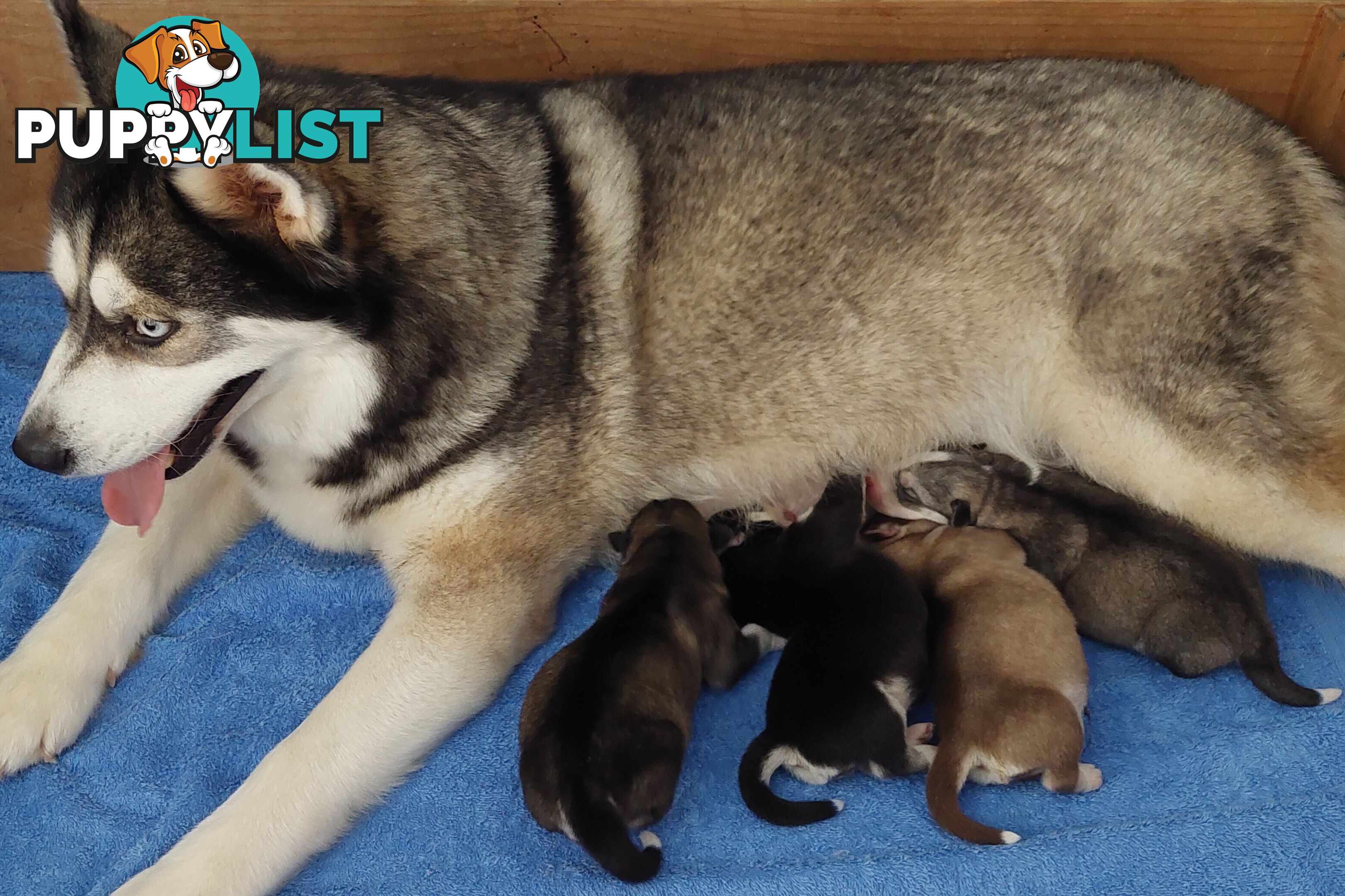 Siberian Husky Puppies update 18th jan