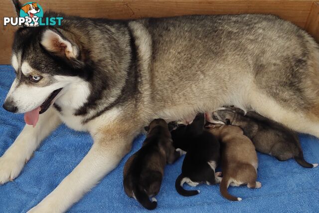 Siberian Husky Puppies update 18th jan