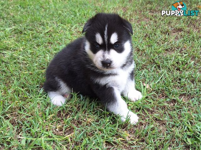 Siberian Husky Puppies update 18th jan