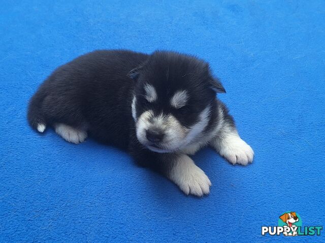 Siberian Husky Puppies update 2nd Jan