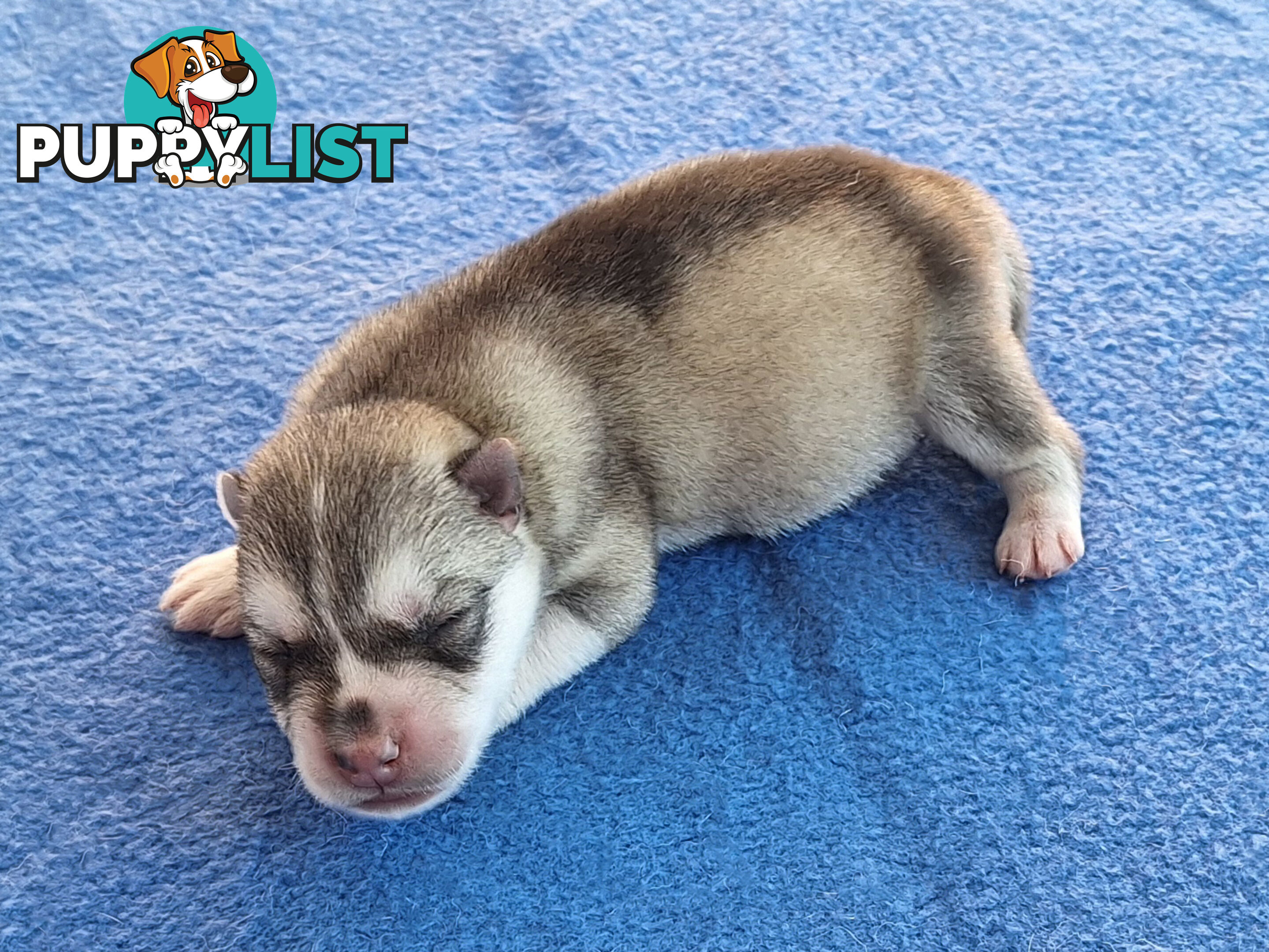 Siberian Husky Puppies