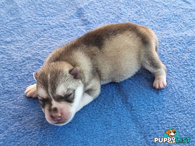 Siberian Husky Puppies