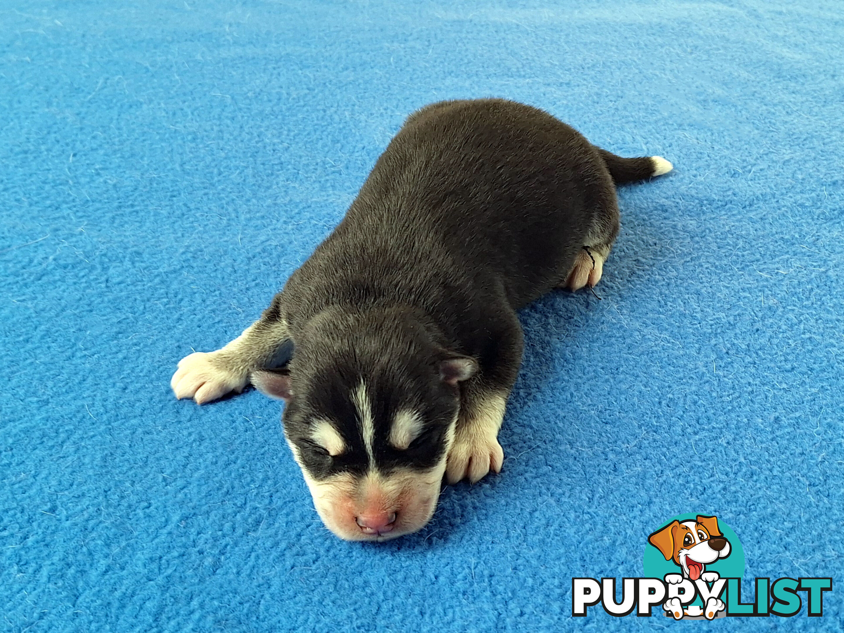 Siberian Husky Puppies