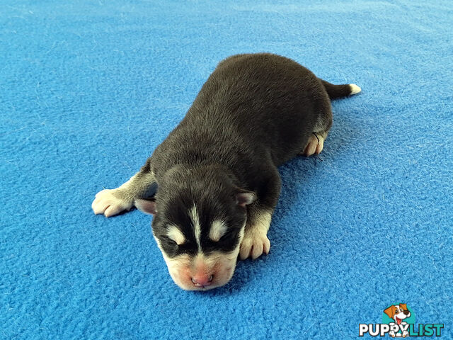 Siberian Husky Puppies