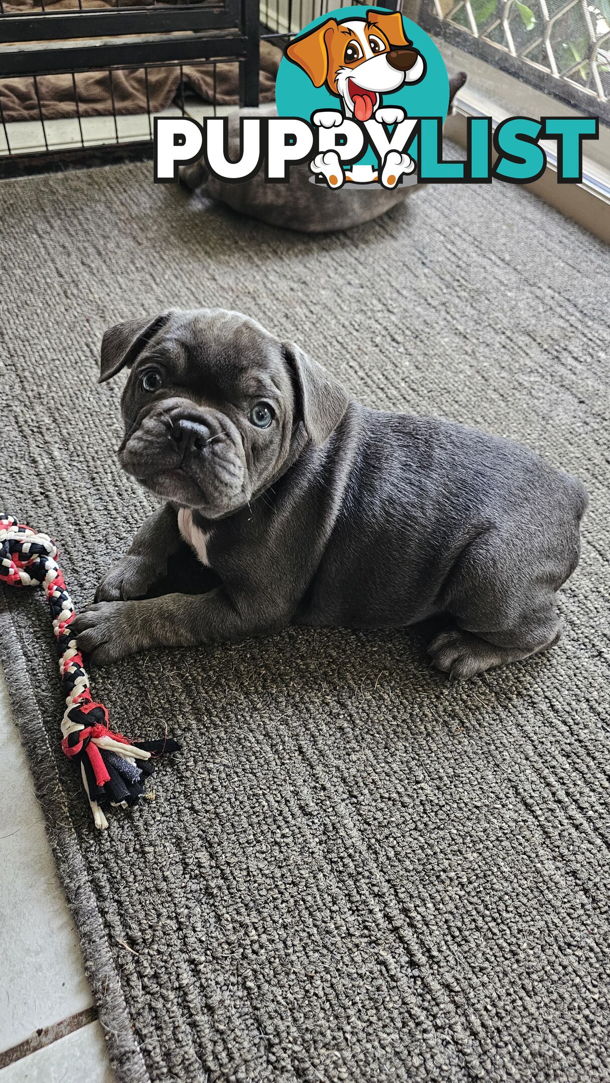 French Bulldog Purebred Puppiee