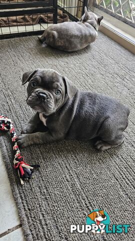 French Bulldog Purebred Puppiee