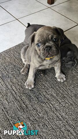 French Bulldog Purebred Puppiee