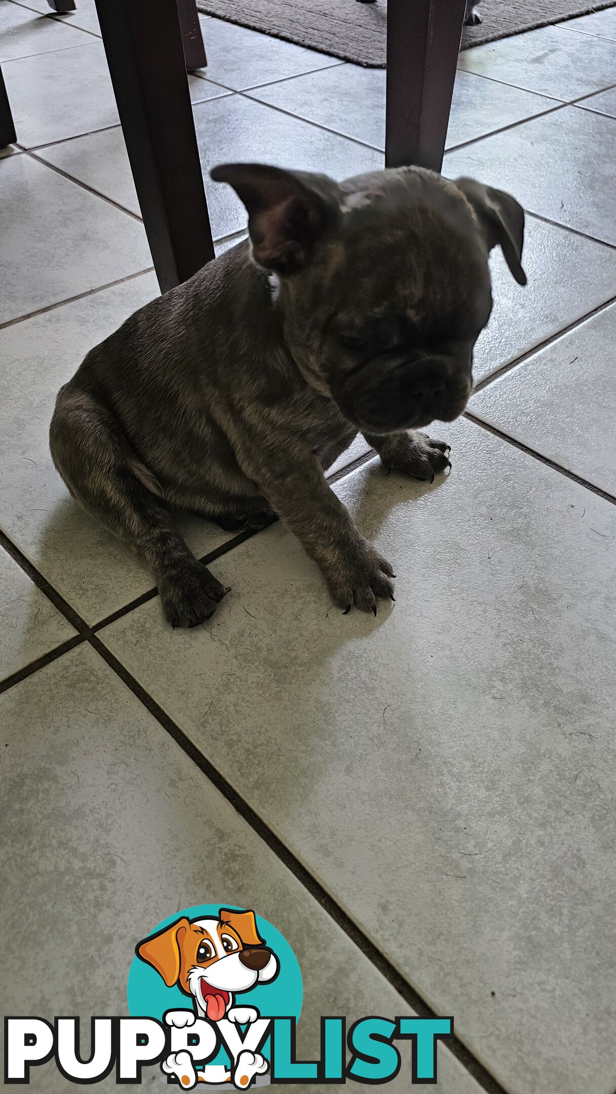 French Bulldog Purebred Puppiee