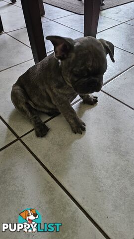 French Bulldog Purebred Puppiee