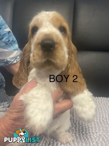 English Cocker Spaniel Puppies