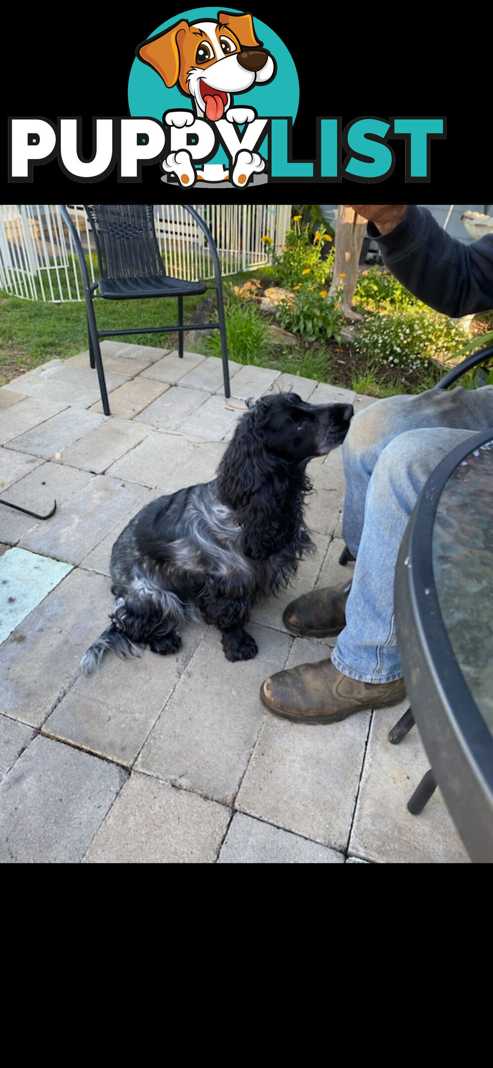 English Cocker Spaniel Puppies