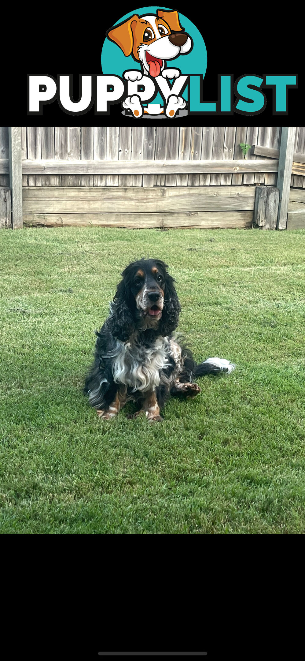 English Cocker Spaniel Puppies