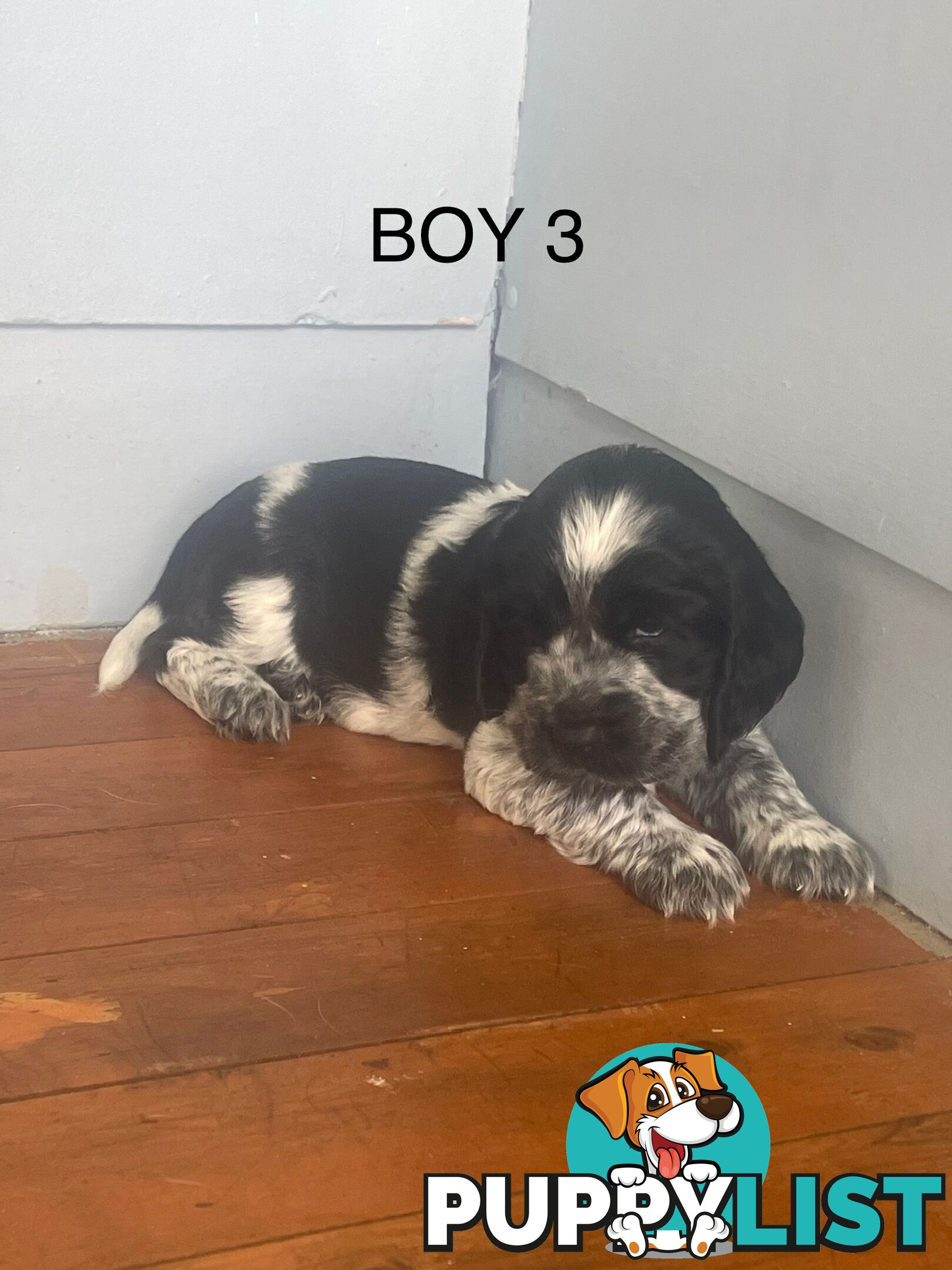 English Cocker Spaniel Puppies