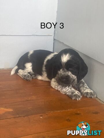 English Cocker Spaniel Puppies