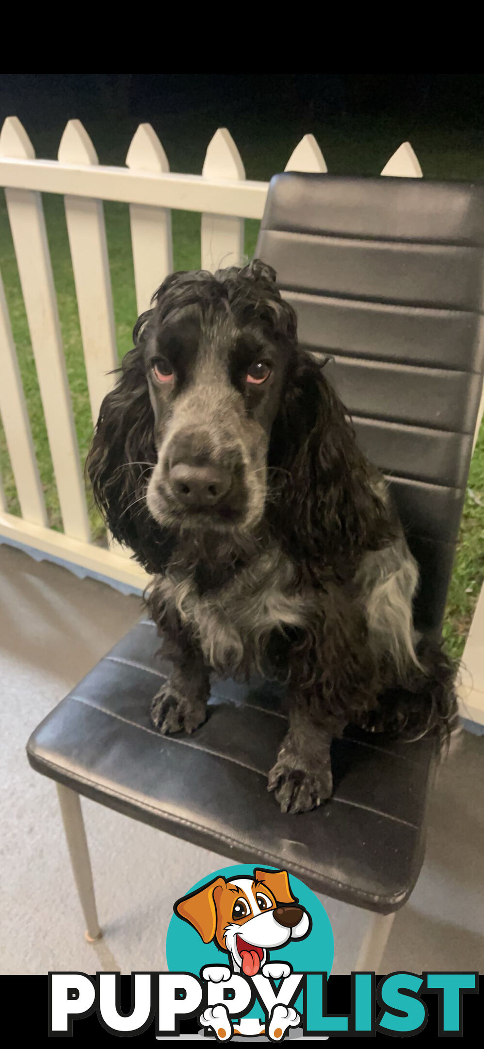 English Cocker Spaniel Puppies