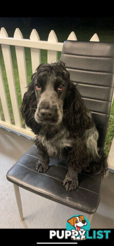 English Cocker Spaniel Puppies