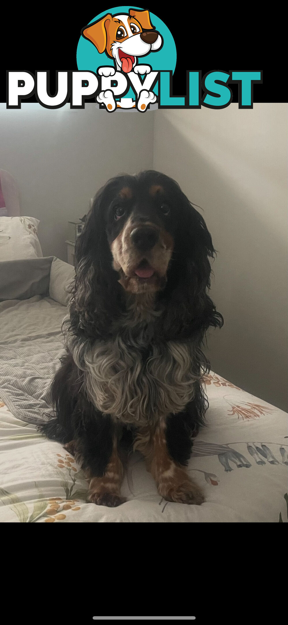 English Cocker Spaniel Puppies