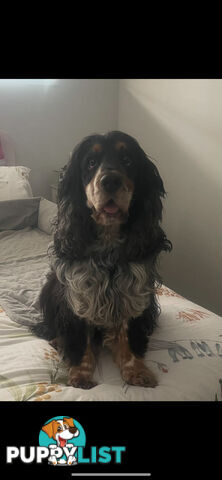 English Cocker Spaniel Puppies