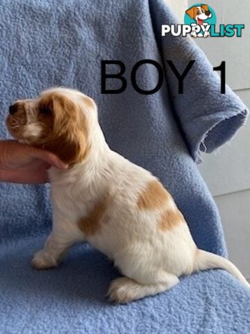 English Cocker Spaniel Puppies