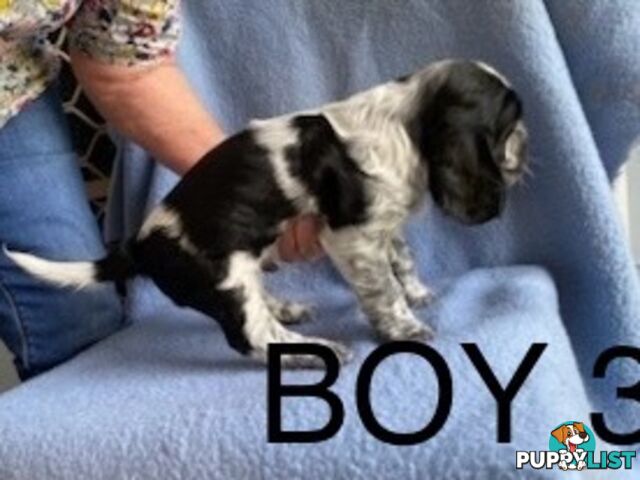 English Cocker Spaniel Puppies