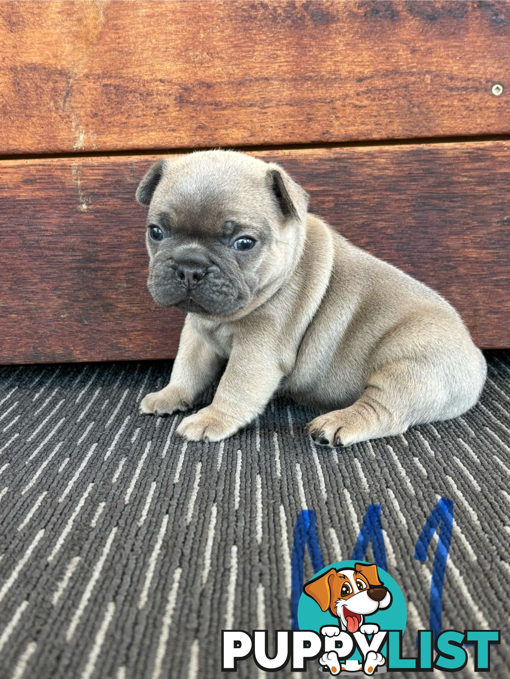 Purebred French Bulldog Puppies