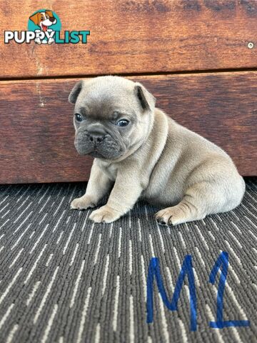 Purebred French Bulldog Puppies