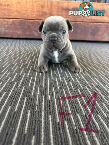 Purebred French Bulldog Puppies