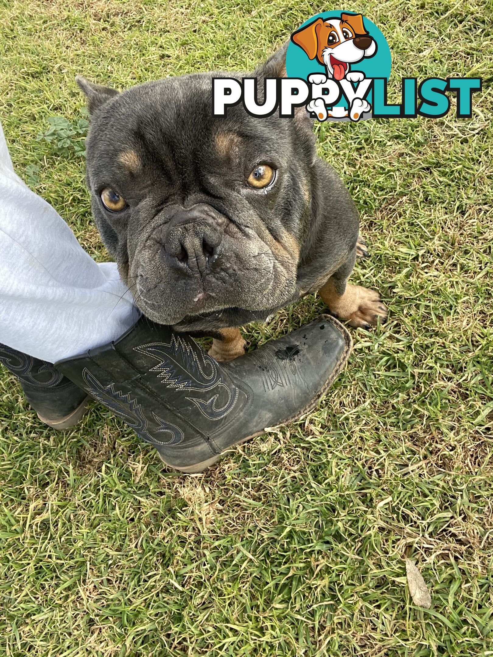 Purebred French Bulldog Puppies