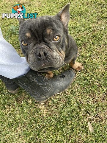 Purebred French Bulldog Puppies