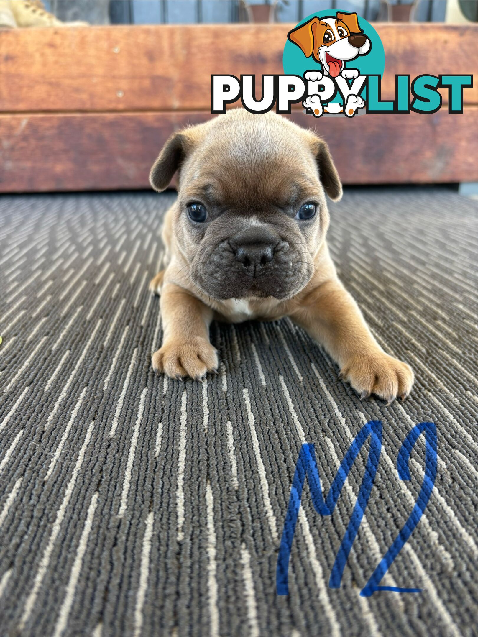 Purebred French Bulldog Puppies