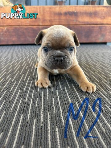 Purebred French Bulldog Puppies