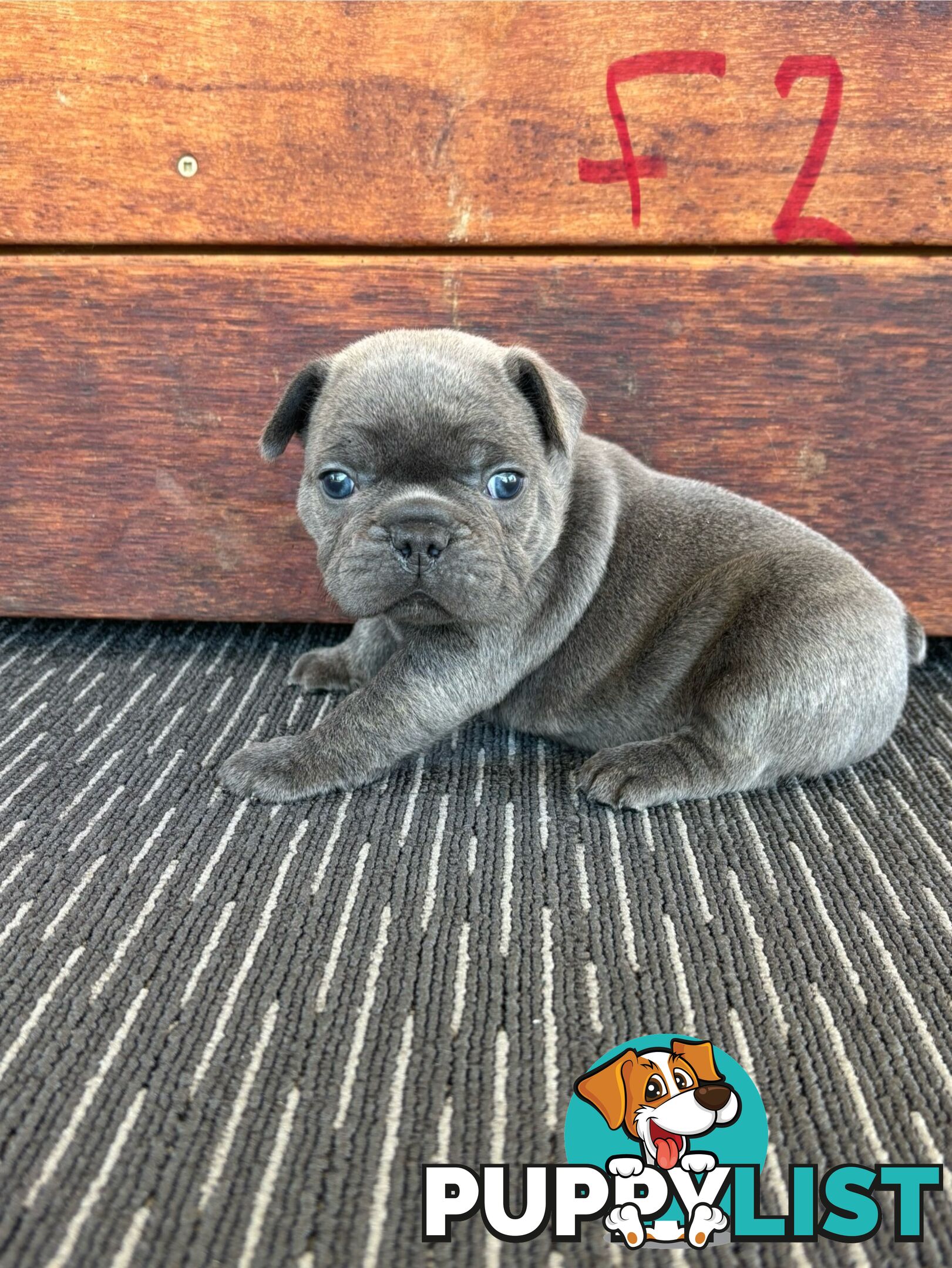 Purebred French Bulldog Puppies