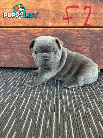 Purebred French Bulldog Puppies