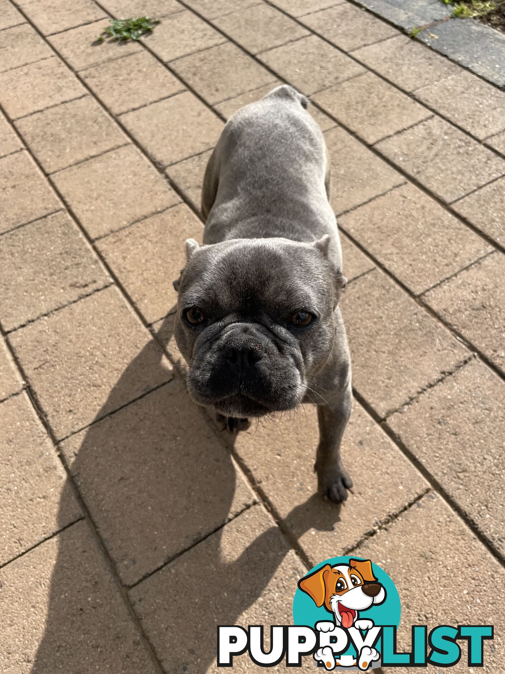 Purebred French Bulldog Puppies