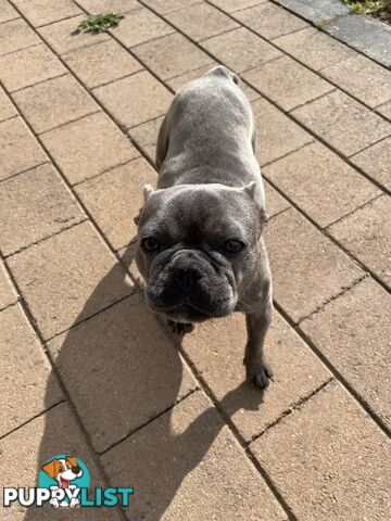 Purebred French Bulldog Puppies