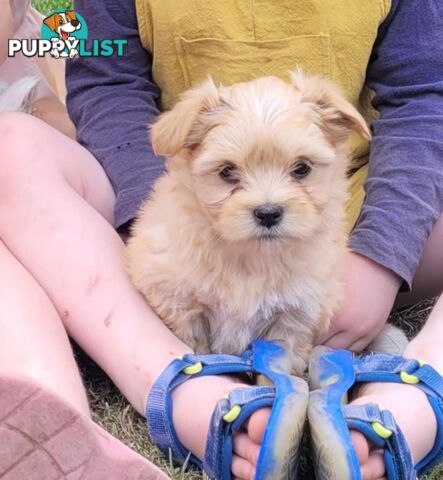 Adorable Maltese x Shihtzu puppies x 4