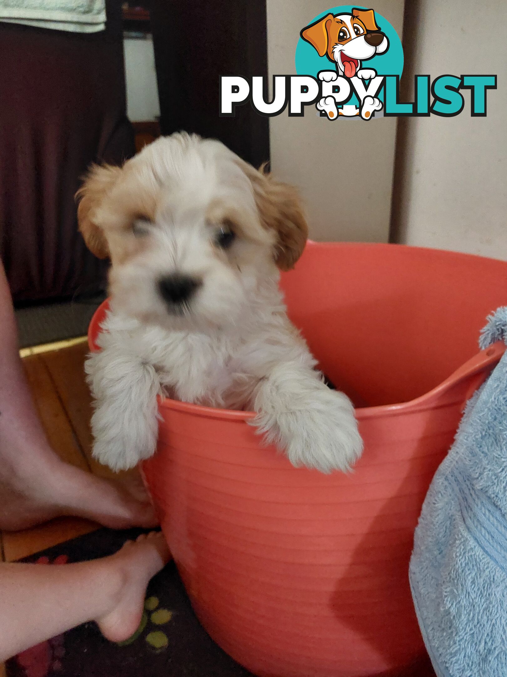 Adorable Maltese x Shihtzu puppies x 4