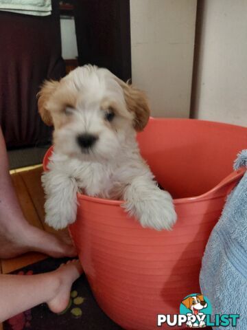 Adorable Maltese x Shihtzu puppies x 4