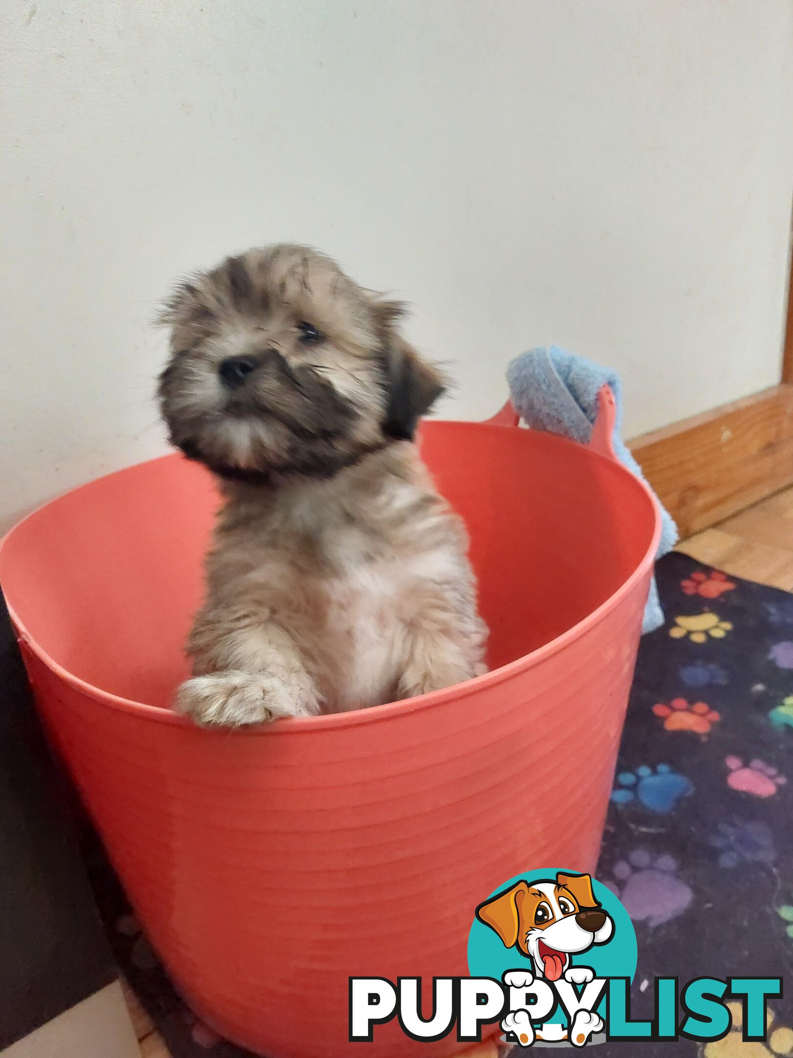 Adorable Maltese x Shihtzu puppies x 4